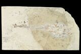 Cretaceous Predatory Fish (Eurypholis) - Lebanon #162767-1
